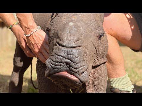 This baby rhino was abandoned by her mother. Now a zebra helps her survive. #Video