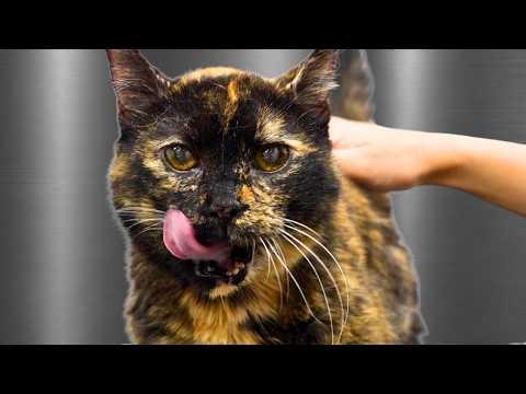 The CUTEST Meow Known To Cat Kind #Video