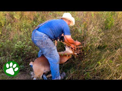 Brave Cowboy Saves Two Deer #Video