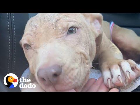 Shy Pittie Starts To Blossom Thanks To Her Foster Brother #Video