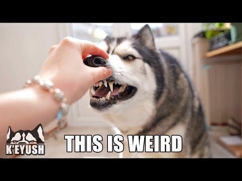 Taking My Dog’s Nose! He Tries To Take it Back! #Video