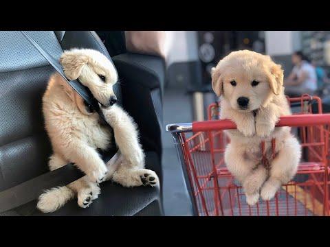 Funny and Cute golden retriever Puppies Compilation #1 #Video