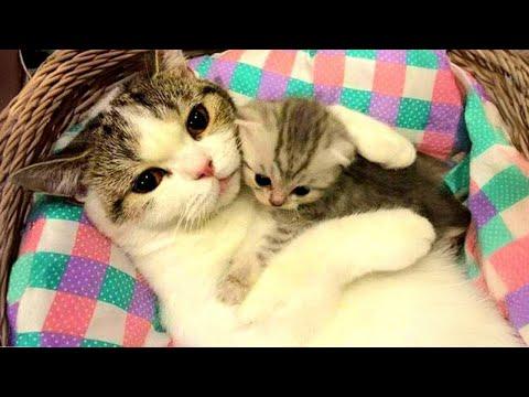 It's the sweetest thing ever to see that a mother cat’s love knows no boundaries! #Video