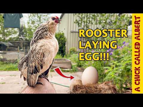 What?! My rooster laid an egg! #Video