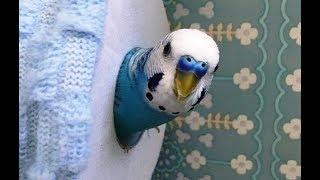 Parrots vs. Toilet Paper Compilation