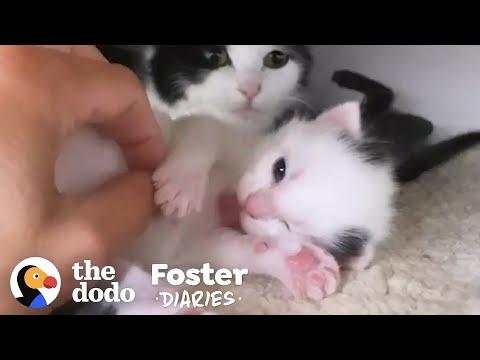 Cat Surprises Her Foster Mom With Kittens Video | The Dodo