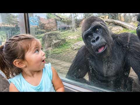 This Baby Had No Idea the Gorilla Was THIS Close #Video