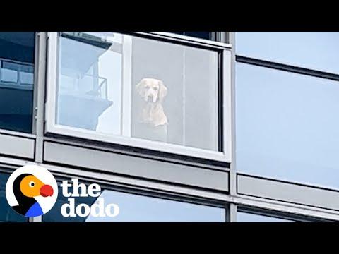 Dogs Keep Stalking This Doggy Playdate From Their Balconies #Video