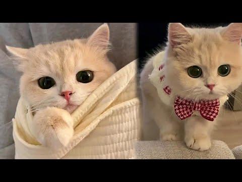Purrfect Beautiful Kitty Will Make Your Day #Video