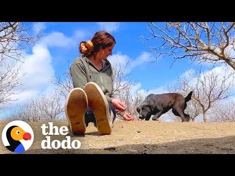 Stray Dog Runs After Woman's Car And Asks To Be Rescued #Video