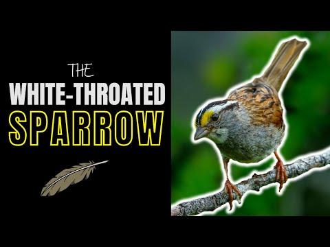 The White-throated Sparrow | Adorable Songster of the North #Video