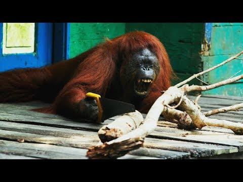 Orangutan Saws Branches for Fun | Spy In The Wild | BBC Earth