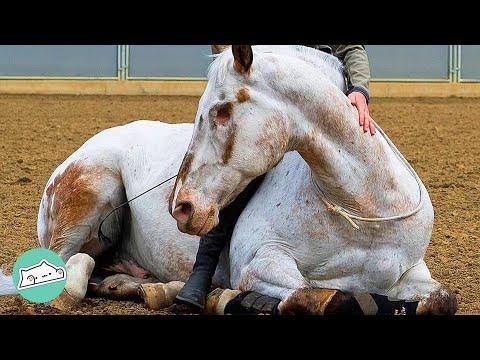 Eyeless Horse Learns How to Jump and Trot With Help of Loving Mom #Video