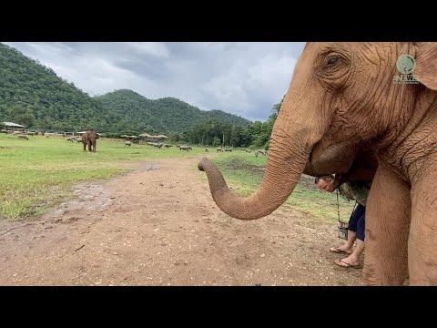 Elephant Came To Say Hello To Favorite Who Away For One Month - ElephantNews #Video