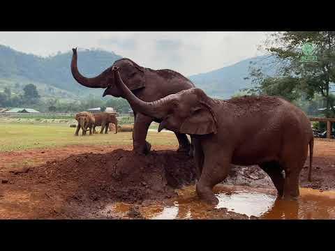 Elephants Enjoy Sniffing The Air And Mud Bath Video