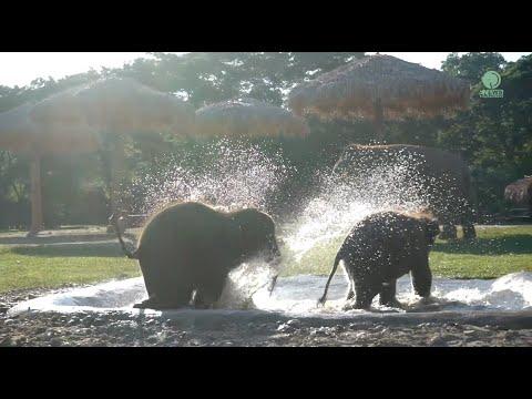 Friendship Blossom With The Two Playmate Baby Elephants - ElephantNews #Video