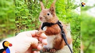 Squirrel Who Falls From Roof Finds Dad Who Won't Give Up on Him - TINTIN | The Dodo