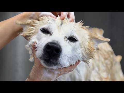Grooming One Of The Rarest Dog Breeds I've Ever Met #Videos