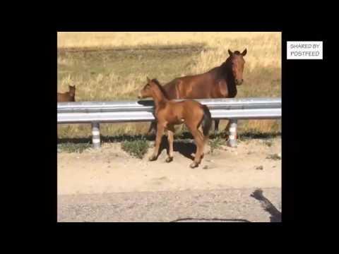 Man Returns Lost Baby Horse To Its Mom… How beautiful! #Video