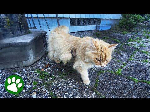 17-year-old homeless cat rescued #Video