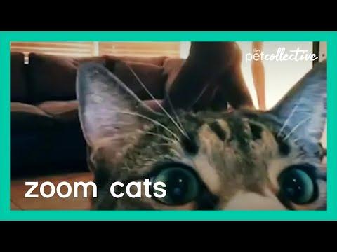 Cats On Zoom Calls Video