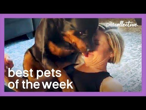 Fitness Fails| Best Pets of the Week