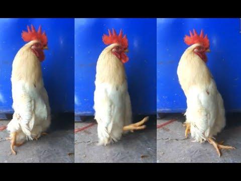 A Really Long Chicken. Your Daily Dose Of Internet