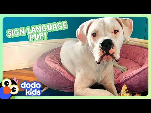 Deaf Puppy Knows Sign Language! | Dodo Kids #Video