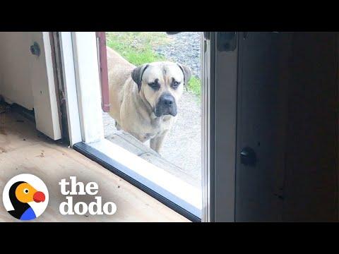 Stray Mastiff Had Never Been Inside #Video