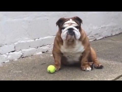 Bulldogs Are Awesome Compilation