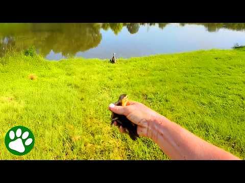 Kind-Hearted Woman Helps Mama Duck Get Her Babies Back #Video