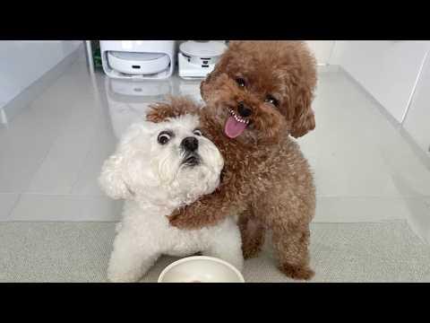 Nothing but Hilarious Dogs | The FUNNIEST Animals of 2026...So Far! #video