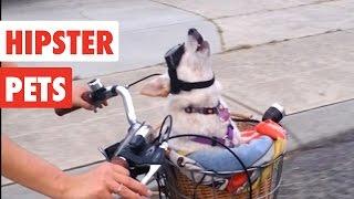 Hipster Pets | Funny Pet Video Compilation 2017