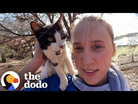 Random Meowing Cat Jumps On Jogging Woman #Video