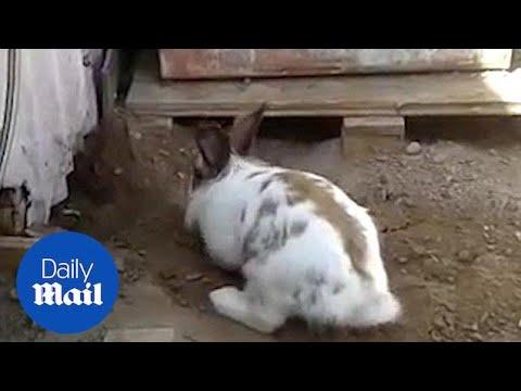 Heroic rabbit digs a tiny stuck kitten out of trouble! #Video