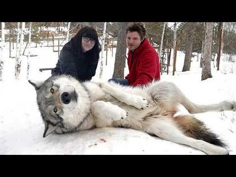 When Animals Can’t Stop Being Comedians #Video
