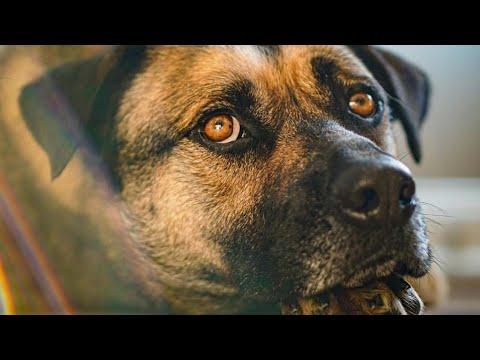 Dog left behind finally has a family #Video