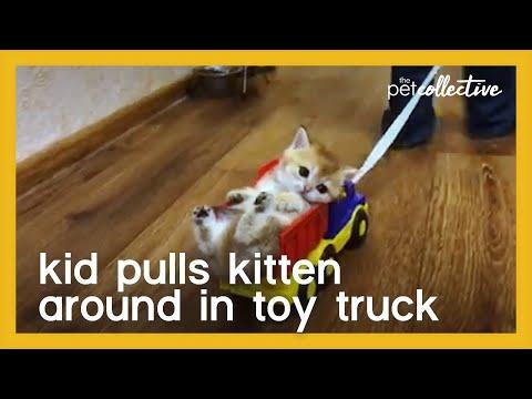 Kid Pulls Kitten Around in Toy Truck Video
