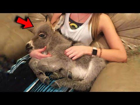 Girl Adopted a Tiny Donkey Rejected by His Mother! Now she has a special pet #Video
