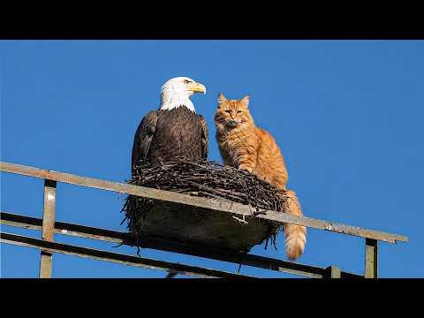 Eagles Being Surprisingly Funny | Hilarious Bird Videos #Video