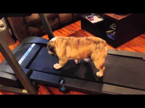 Bulldog Sits On Treadmill