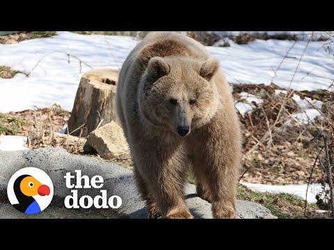 Man Travels 280 Miles Through Ukraine To Rescue A Bear #Video