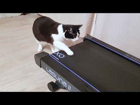 Funny Cats Playing on Treadmills