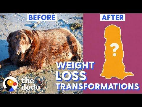 Top 5 Dog Weight Loss Transformations | The Dodo