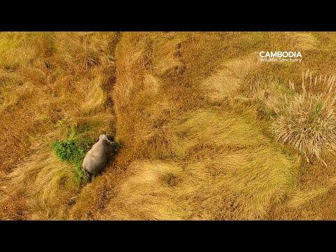 Cambodia Wildlife Sanctuary - ElephantNews #Video