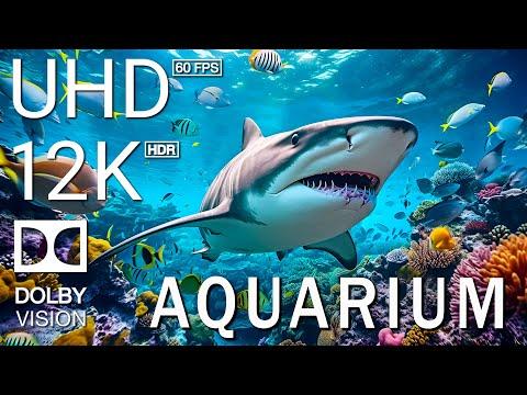 AQUARIUM - 12K Scenic Relaxation Film With Inspiring Cinematic Music - 12K (60fps) Video Ultra HD #V