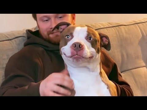 When Your Dog Is Funnier Than Anyone In Your Family #Video