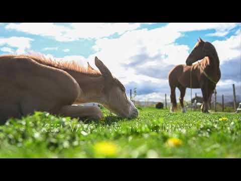 Ranger feral foal wants to be part of the herd #Video