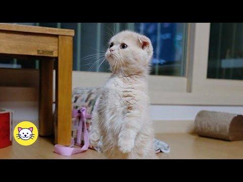Funny Cats Acting Like Humans Compilation #Video