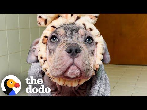 Everyone Thought This Dog Was A Puppy #Video